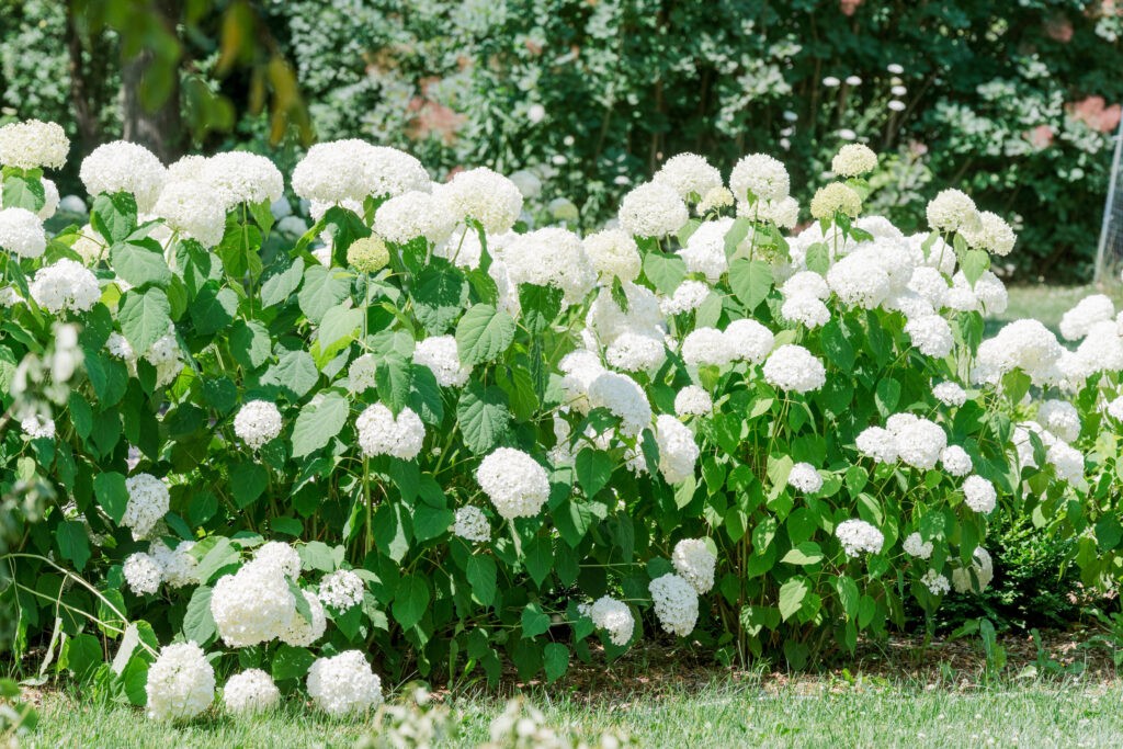 Lush white hydrangea bushes in bloom, part of a wedding weekend in Italy.